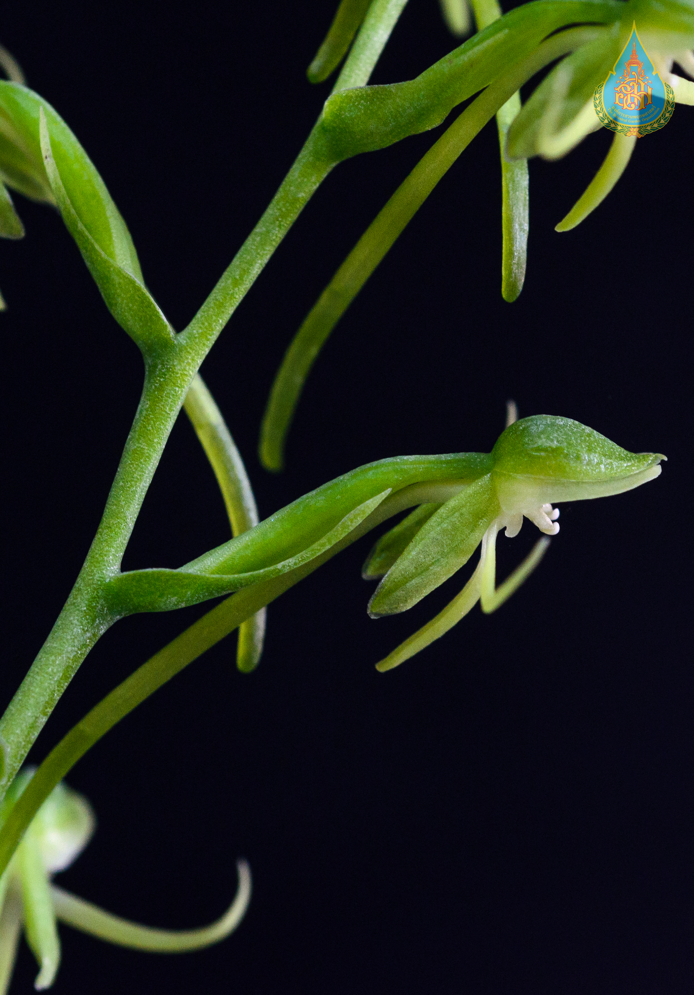 อั้วเขียวไพร Peristylus iyoensis Ohwi<br/>ORCHIDACEAE